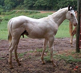 Diamond colt 2006