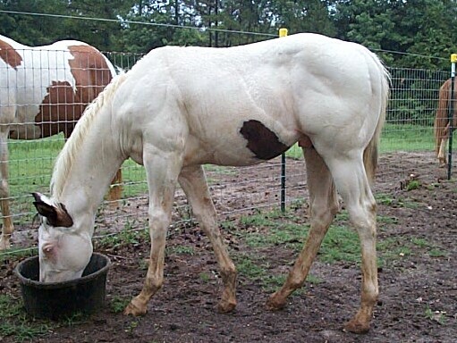 Diamond colt 2006