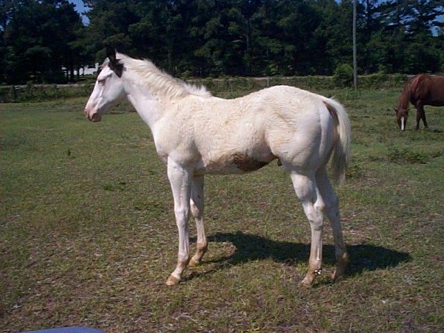 Diamond colt 2006