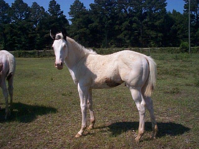 Diamond colt 2006