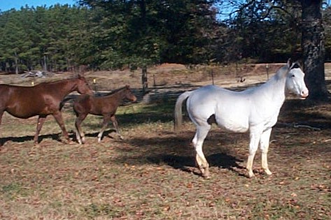 Diamond colt 2006