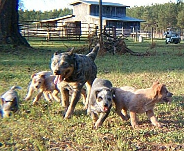 Teddy and puppies