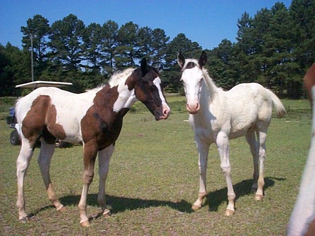 Cookie & Diamond colts 2006