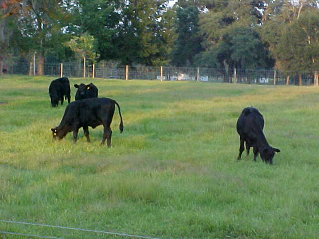 Matt's Dry Creek Farms-Abbey's cattle!