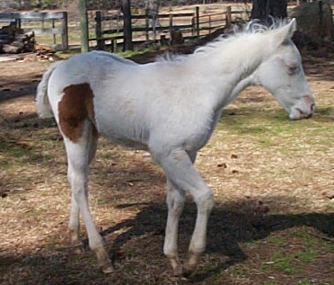 2005 Bay Colt