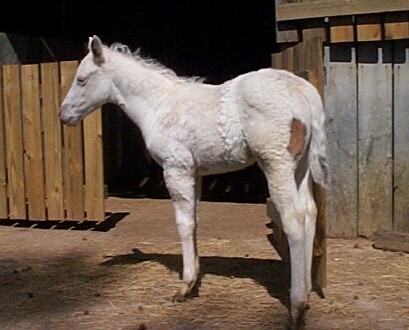 2005 Bay Colt