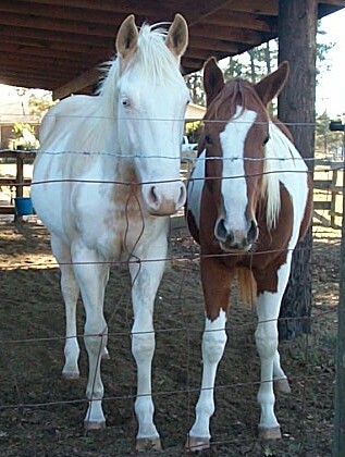 Timber Ranch yearling fillies Nov 2005