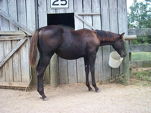 High filly 2003