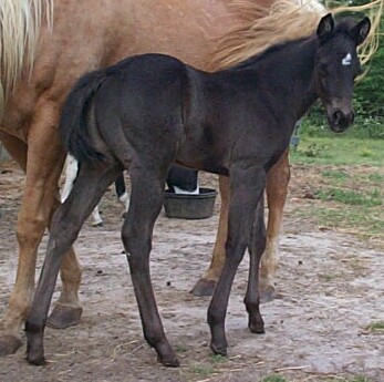 Skip N Go Gold foal 2005