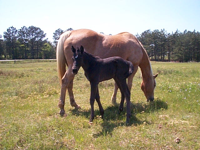 Skip N Go Gold foal 2005