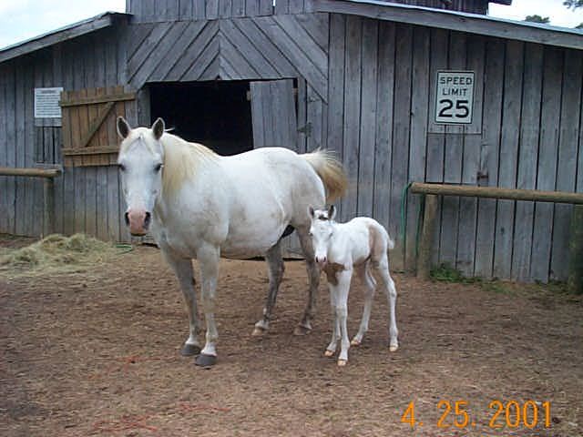 Blue and her filly