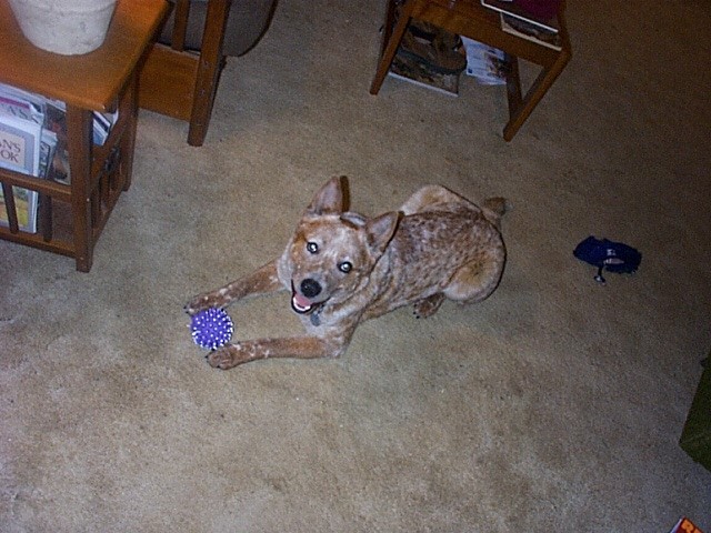 Bodhi playing with his ball