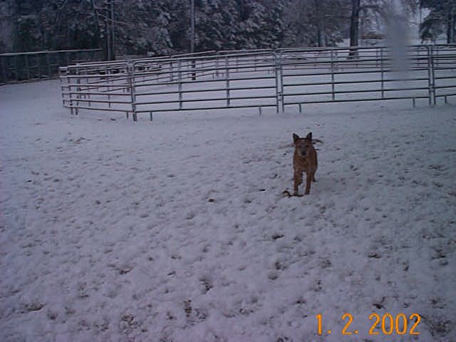 Bodhi in snow 2002
