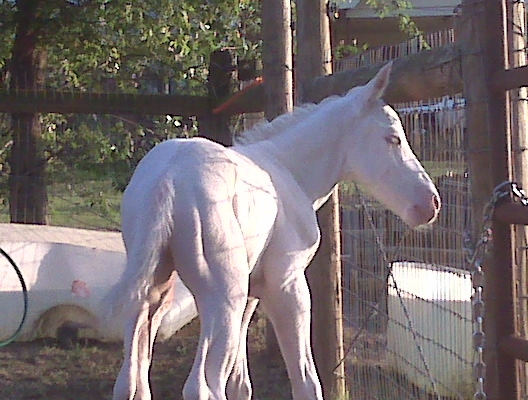 Blondie X Sky foal 2008
