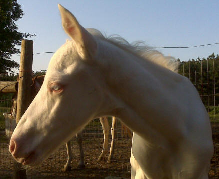 Blondie X Sky foal 2008