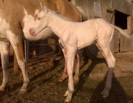 Blondie X Sky foal 2008