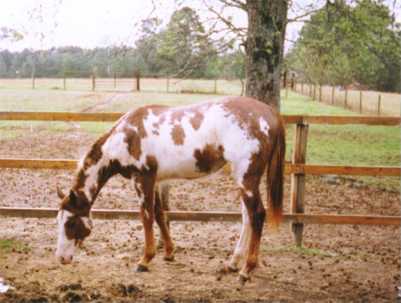 Candy as a yearling