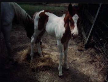 Chili as a weanling