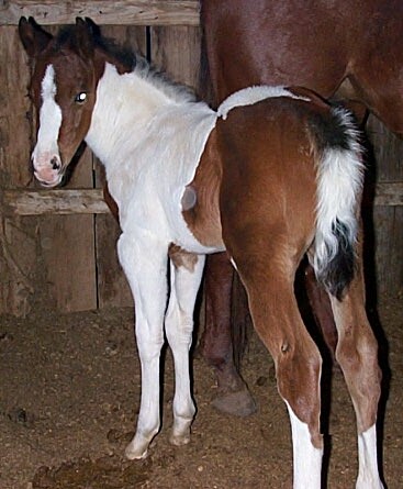 2004 Coco x High filly