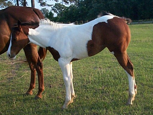 2004 Coco x High filly