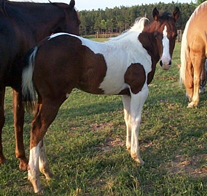 2004 Coco x High filly