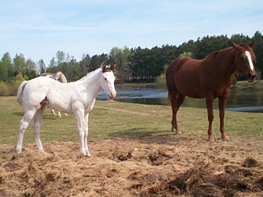 Diamond colt 2006