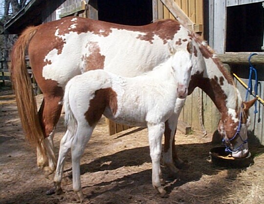 Diamond & 2005 Bay Colt