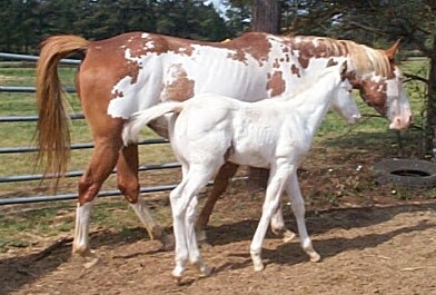 Diamond colt 2006