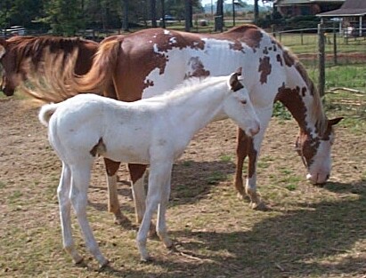 Diamond colt 2006