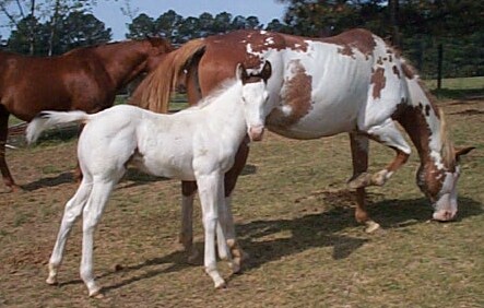 Diamond colt 2006