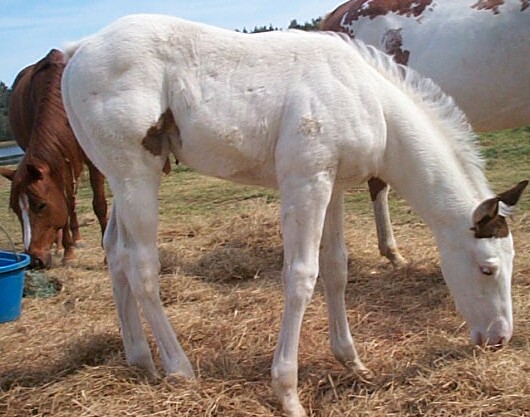 Diamond colt 2006