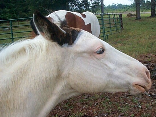 Diamond colt 2006