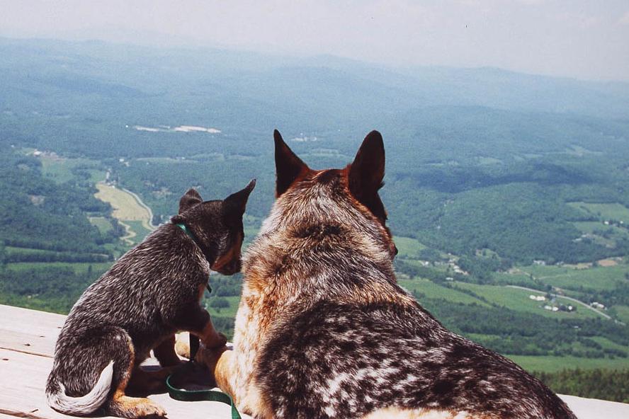 Dog Overlook