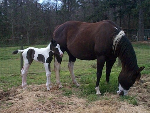 2005 Black Filly