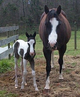 2005 Black Filly