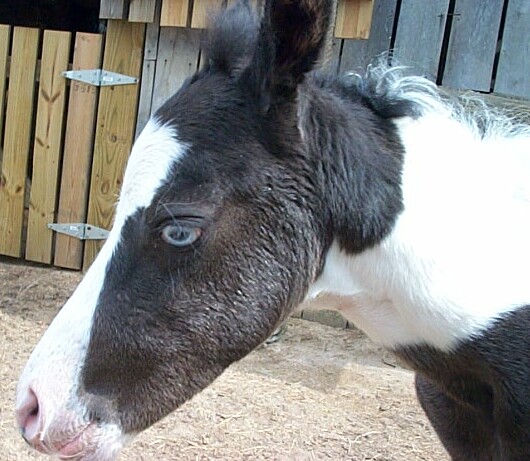 2005 Black Filly