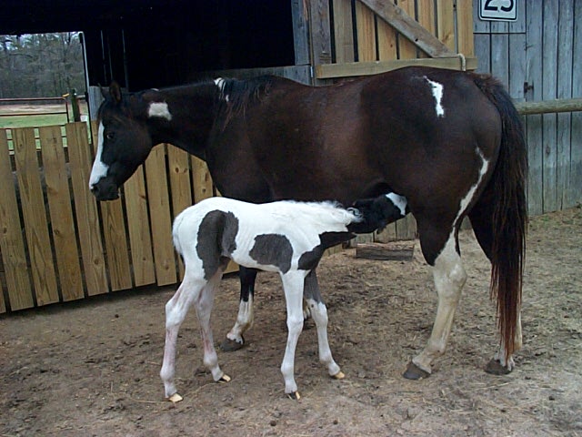 2005 Black Filly