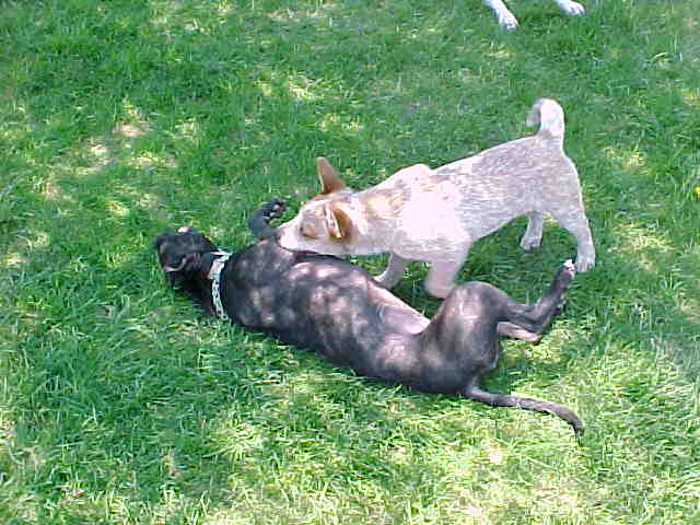 Hazy and her Pit Bull Buddies