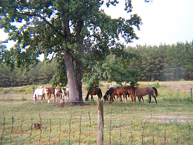 Timber Ranch broodband