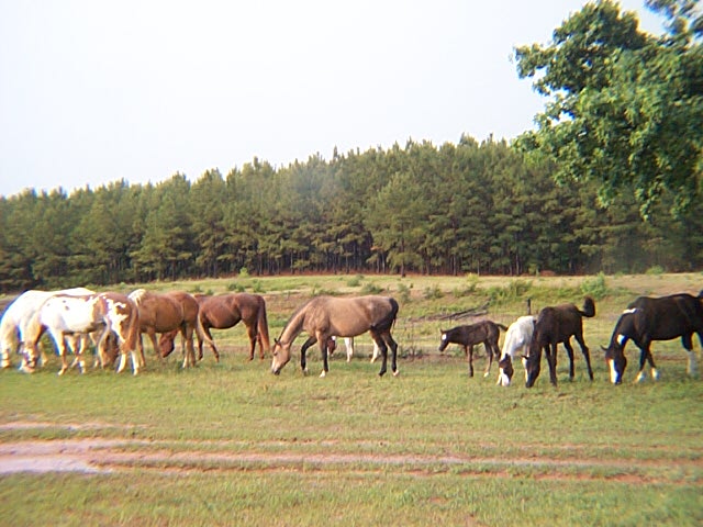 Timber Ranch broodband