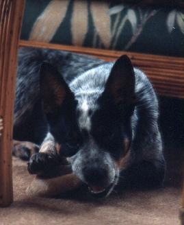 max at 6 months old chewing a cow hoof