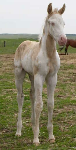 Max filly-weanling