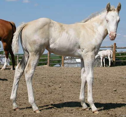 Max filly-weanling