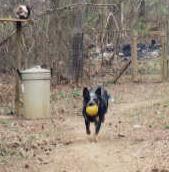 Mel playing ball