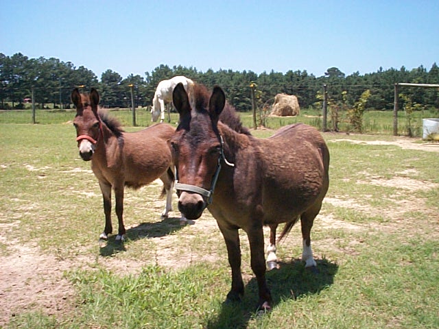 Minature Mules