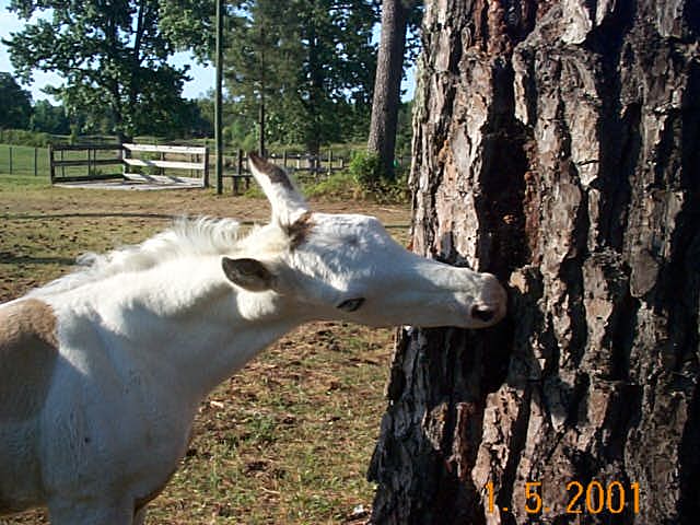 Blue and her filly