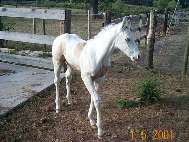 Blue and her filly