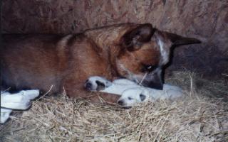 Okie & her puppies