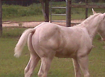 Blondie X Sky foal 2008