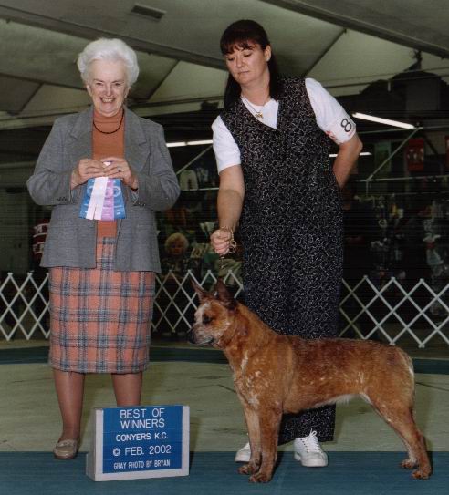 Pinky winning Best of Winners at 13 months of age
